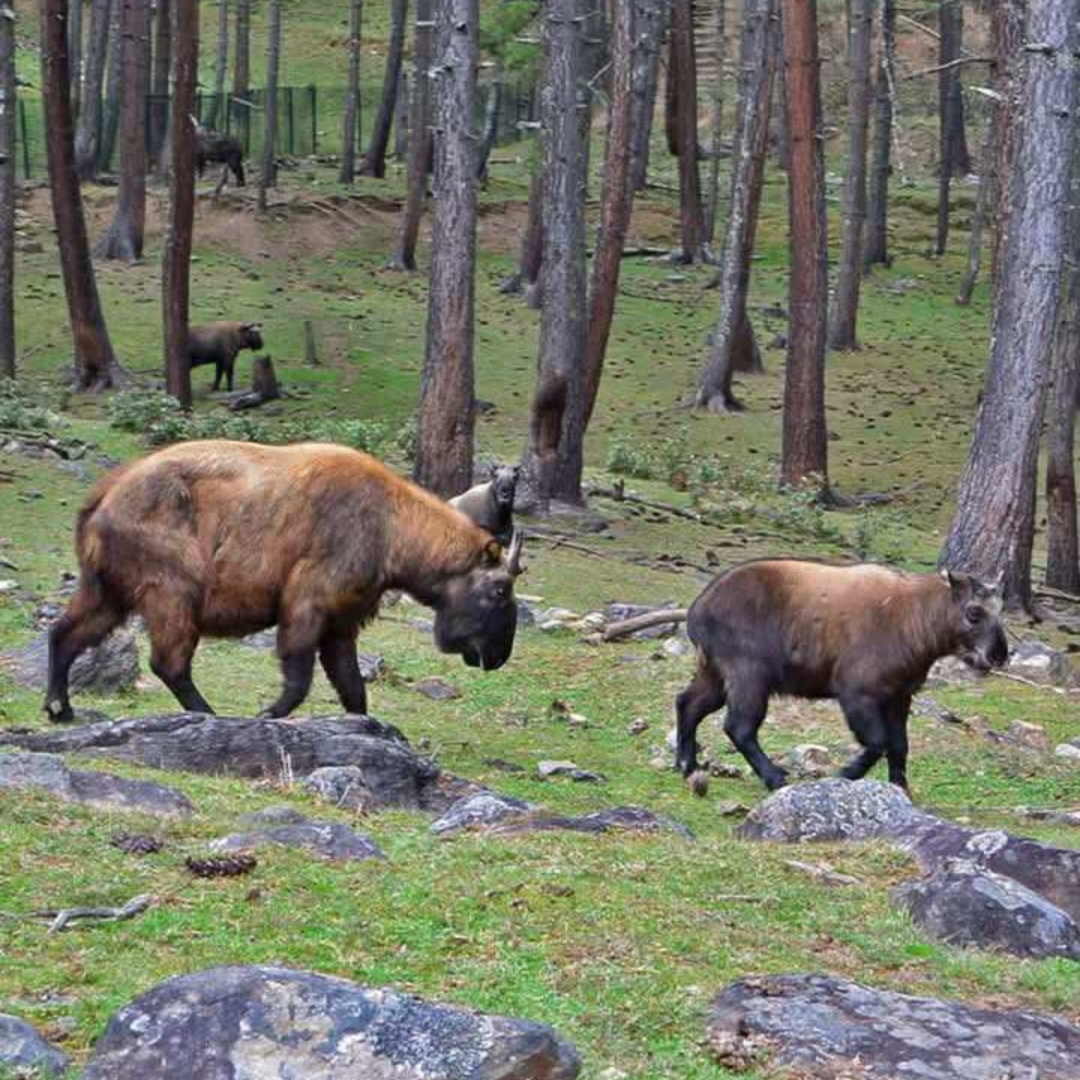 Bhutan Retreat 2027 Bhutan Retreat 2027